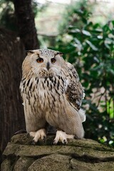 Buho real de zoo