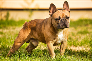 Male French bulldog in natural position in the garden
