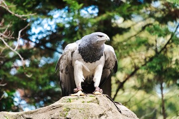 Águila blanca de zoo