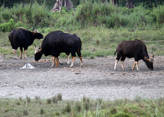 Bison grazing inside the forest at Jaldapara National Park (JNP) at Alipurduar in West Bengal. Asiatic one-horn rhinoceros, Royal Bengal tiger, and wild boar are found in JNP.