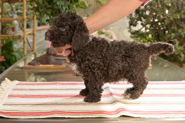 Cachoros de raza perrro de agua español