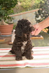 Cachoros de raza perrro de agua español