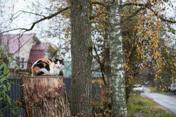 The cat is sitting on the street. Domestic cat went for a walk on the autumn garden. The cat poses for the photographer on the wooden stump