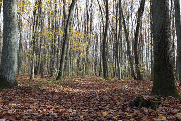 Obraz premium autumn forest in the morning