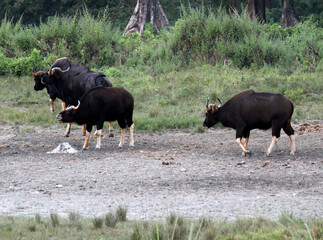 Bison grazing inside the forest at Jaldapara National Park (JNP) at Alipurduar in West Bengal....
