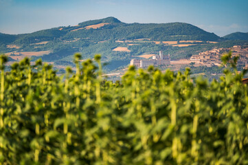Cultivated fields and flowers on the slopes of Monte Subasio. Assisi
