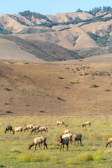 Fototapeta premium Deers grazing by the Route 1 near Cayucos, California, USA