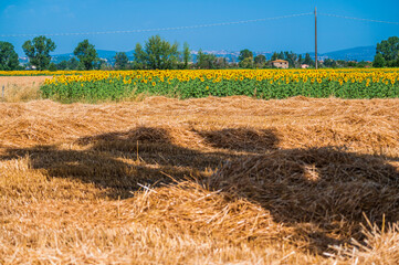 Cultivated fields and flowers on the slopes of Monte Subasio. Assisi