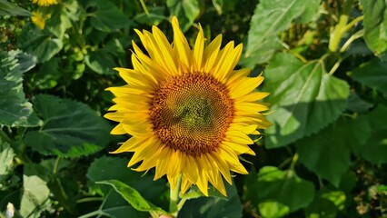 Beautiful bright yellow sunflower hats on large collective farm fields