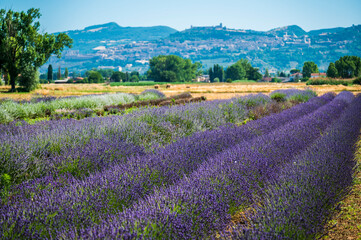 Cultivated fields and flowers on the slopes of Monte Subasio. Assisi