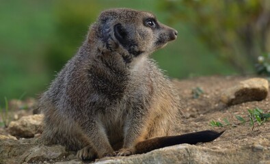 Suricate vue de profil