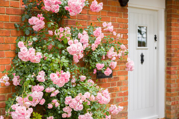 Pink climbing rose growing outside house in England, UK