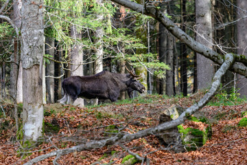 Fototapeta na wymiar moose, alces alces in a forest in the german national park bayerischer wald