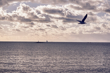 Fototapeta na wymiar Oiseau et ligne d'horizon .