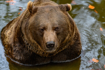 Fototapeta na wymiar brown bear, ursus arctos in a lake in the german national park bayerischer wald