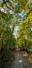Naklejka premium Colorful leaves on trees during a walk in Park Julianowski on a sunny autumn day, Lodz, Poland.