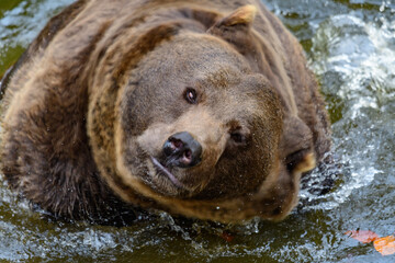brown bear, ursus arctos in a lake in the german national park bayerischer wald