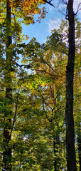 Fototapeta na wymiar Colorful leaves on trees during a walk in Park Julianowski on a sunny autumn day, Lodz, Poland.