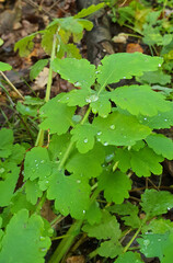 Drops of autumn rain on green leaves on a cloudy autumn day, Lodz, Poland.