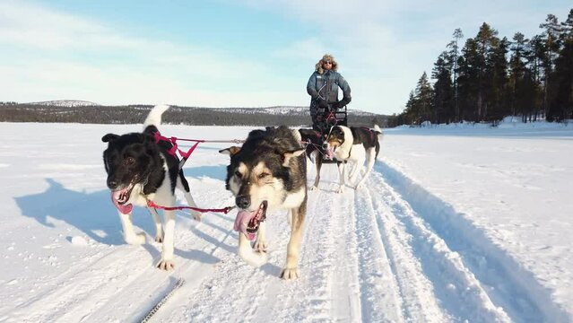 Tired sled dogs pulling through pure white winter landscape, front view