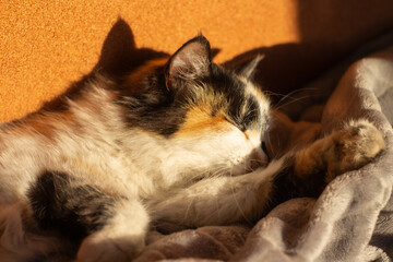 Sleepy fluffy cat in bedroom	