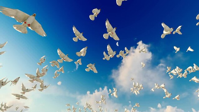 The dove of peace flies over the blue sky and white clouds and Huabiao