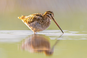 Common snipe wader bird in habitat background