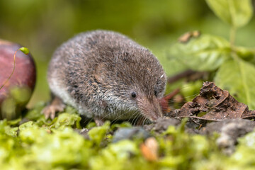 Eurasian pygmy shrew natural habitat
