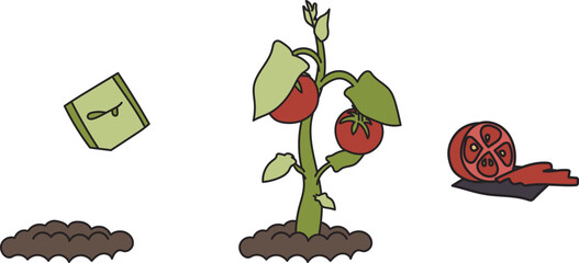 Illustration of the stages of tomato growth. The stages of maturation are a seed, a bush and a mature fruit. Delicious sliced juicy tomatoes. Ready to use eps for your design