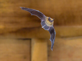 Flying pipistrelle bat