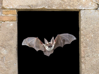 Grey long eared bat flying through window
