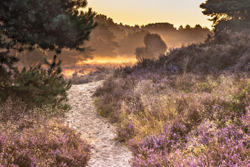 Sunrise over flowering heathland Dwingelderveld Netherlands - obrazy, fototapety, plakaty
