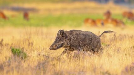 Wild boar in natural habitat on Veluwe