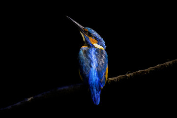 The common kingfisher (Alcedo atthis)the Eurasian kingfisher, and river kingfisher, is a small kingfisher with seven subspecies recognized within its wide distribution across Eurasia and North Africa.