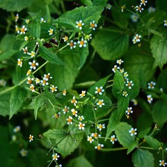 Ein Büschel blühendes Franzosenkraut