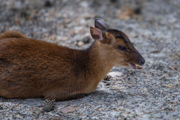 Chinese muntjac, Muntiacus reevesi. Muntjac lies on the sand in the shade