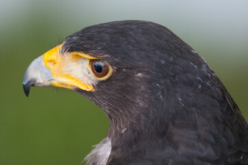 Harris Hawk close up portrait at educational event