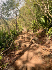 Chemin de randonnée du GRR2 dans la jungle sur l'île de la Réunion