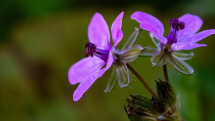 flowers in the garden