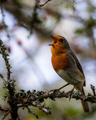 robin on a branch