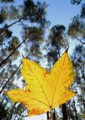 Bright yellow maple leaf against the backdrop of tall pines at sunny autumn day in a park
