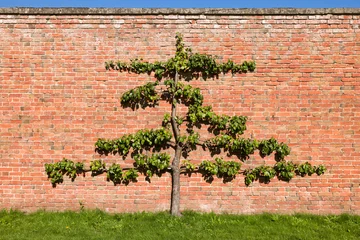 Rucksack Espalier fruit tree (pear) against brick wall in UK garden © Paul Maguire