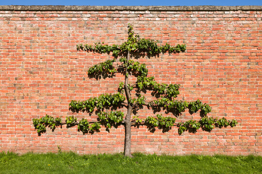 Espalier fruit tree (pear) against brick wall in UK garden