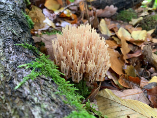 Gomphaceae mushroom, Bois du Gouffre Biological Reserve, National Forest of Lyons, Touffreville, France