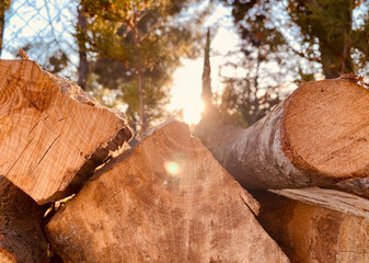 Pile of firewood. Pile of firewood with forest background. Beautiful light between forest.