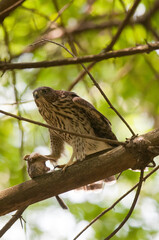 Cooper's Hawk in a tree at Chenango Valley State Park with prey they hunted