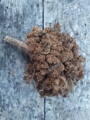 Close up of an Edelweiss flower arrangement. It has been dull and dusty for a long time stored in a flower vase. Wooden background.