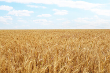Beautiful agricultural field with ripe wheat crop on cloudy day