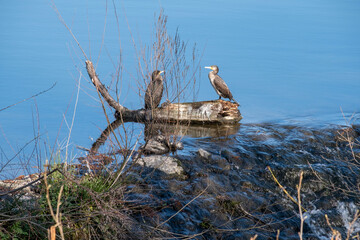 Great cormorant on dead wood near lake shore