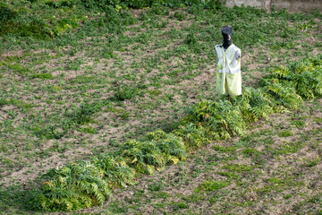 Garden with strawberry plants and a scarecrow - Powered by Adobe